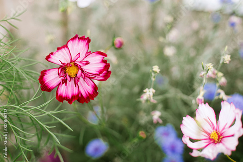 Beautiful cosmea blooming in cottage garden. Close up of pink cosmos flowers. Floral wallpaper. Homestead lifestyle and wild natural garden © sonyachny