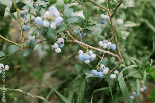 Blueberry branch with unripe berries closeup in organic garden. Homestead lifestyle, growind berries. Gardening wallpaper © sonyachny