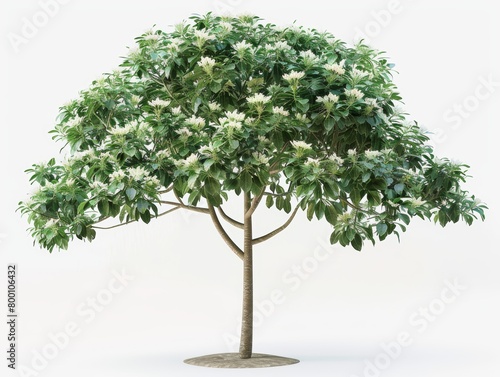  Bauhinia acuminata tree isolated on white background  photo