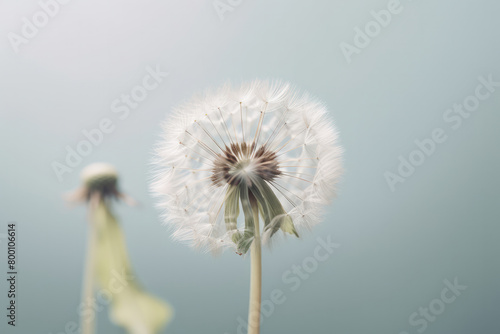 Wallpaper Mural 蒲公英, たんぽぽ, 植物, 種子, ふわふわ, dandelion, plant, seed, fluffy Torontodigital.ca