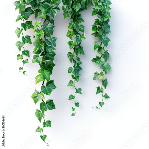 ciuffi di edera su sfondo bianco scontornabile -hedera helix, folgie verdi lussurreggianti photo