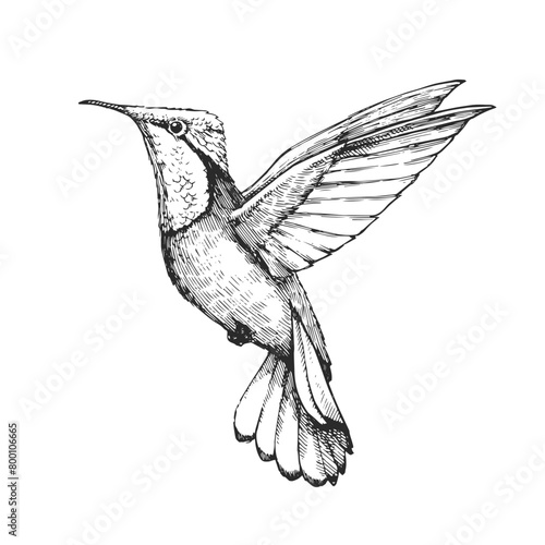 Vector hand-drawn illustration of a Rubin-Topaz hummingbird in the style of an engraving. A black and white sketch of a bird of South America, isolated on a white background.
