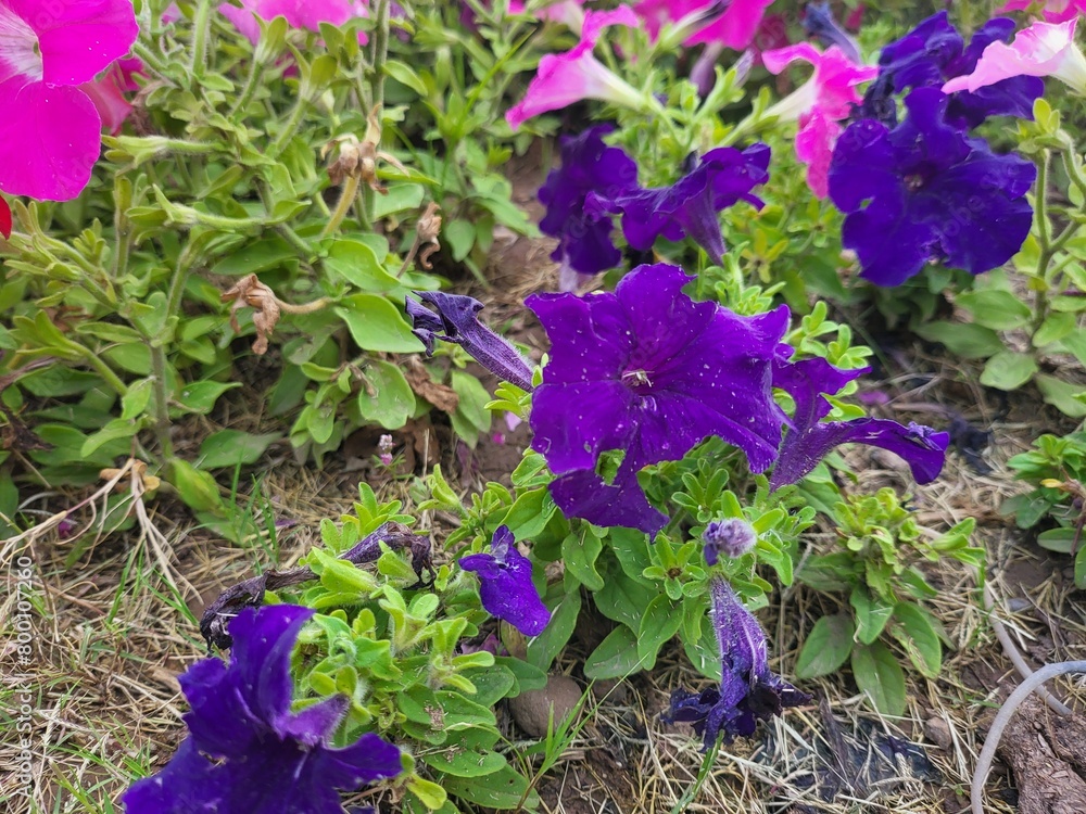 purple flowers in the garden, Photo of purple petunia flower