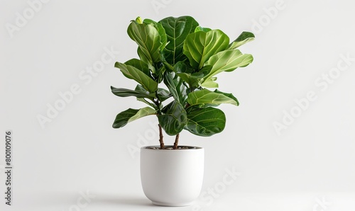 Drooping fiddle-leaf fig houseplant in a white pot, sick and cold-damaged, against a white background photo