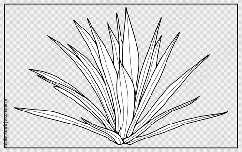 Tropical bush isolated on transparent background. Hand drawn tropical plant. Outline of a tropical plant.