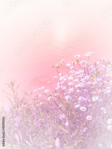 pink cherry blossom (ID: 800111033)