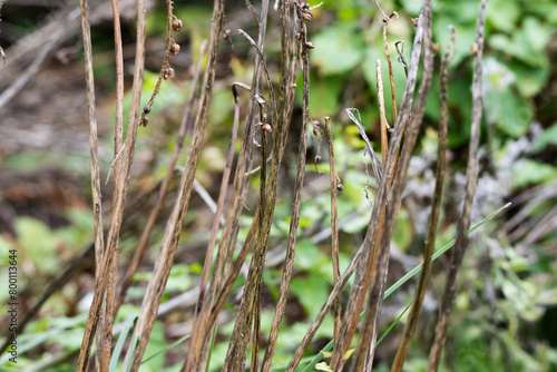 dead and dried wildflower dees heads on a background of green leaves