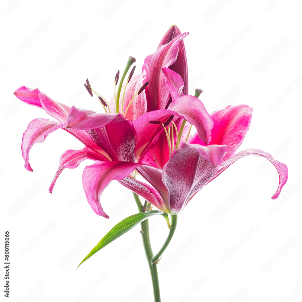 bright pink lily stem isolated on white background