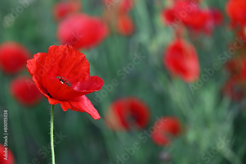Beautiful red poppies in green grass. Banner of red flowers. Poppies field