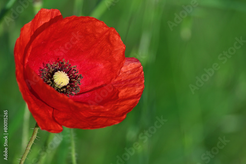Beautiful red poppies in green grass. Banner of red flowers. Poppies field.