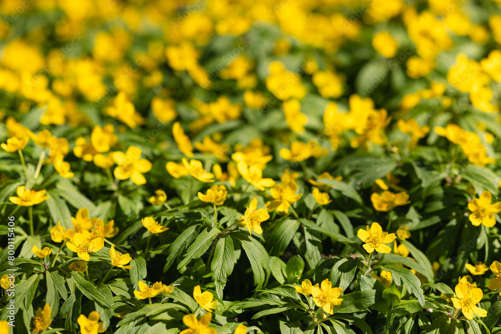 Fototapeta premium Yellow flowers blooming in the forest in spring