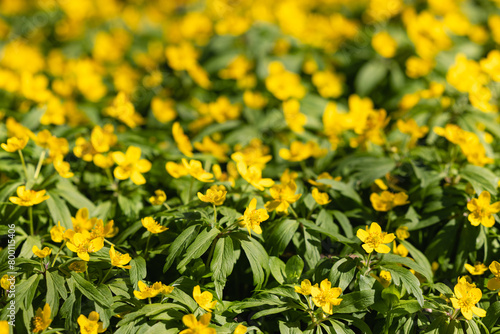 Yellow flowers blooming in the forest in spring