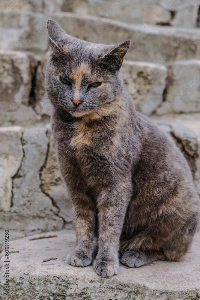 Funny cat to the street. Vertical image.