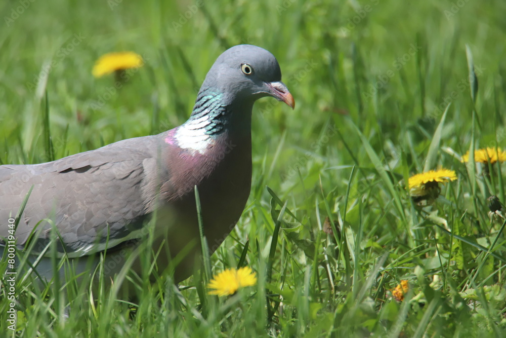Fototapeta premium pigeon on grass