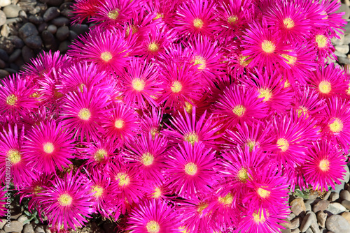 Closeup di Lampranthus multiradiatus, a genus of succulent plants in the family Aizoaceae, indigenous to southern Africa photo