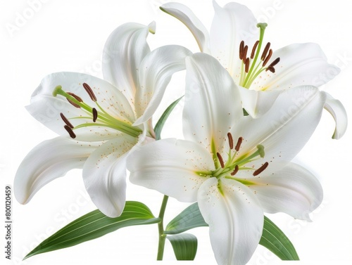 Stargazer lily in a bouquet of cut flowers on a white background