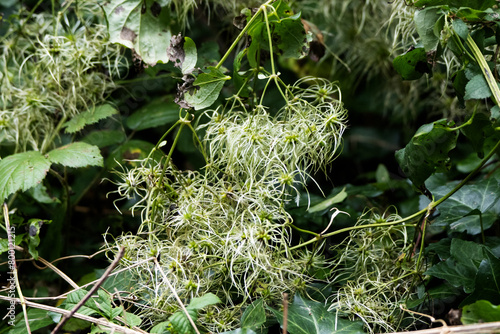 Old man's beard or traveller's joy (Clematis vitalba) flowers isolated on a natural green background