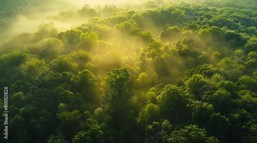 The lush green forest is a sight to behold. The sun rays filtering through the trees create a magical atmosphere. The forest is full of life and mystery. © Suritong