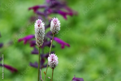pink and white Celosia argentea flowers isolated on a natural green background in Devon, UK