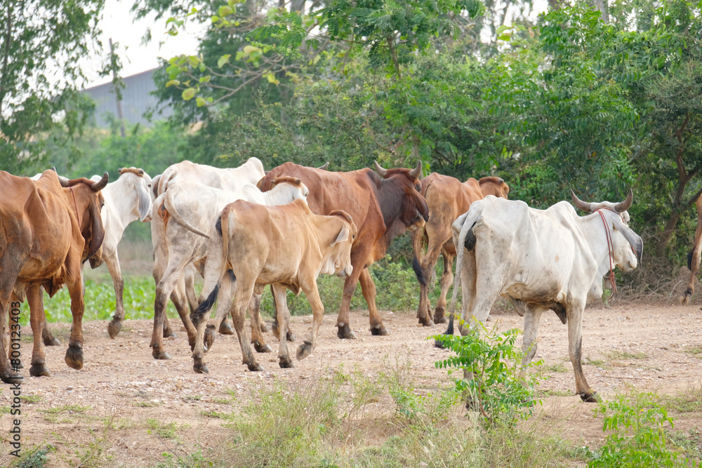 Herd of cows walking on the pasture. Herd of cows walking on the pasture.
