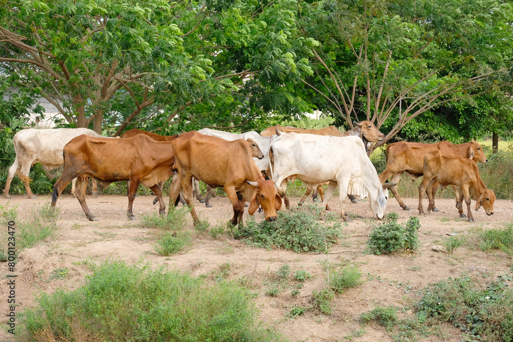Herd of cows eating grass. Herd of cows eating grass.