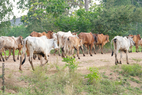 Herd of cows walking on the pasture.