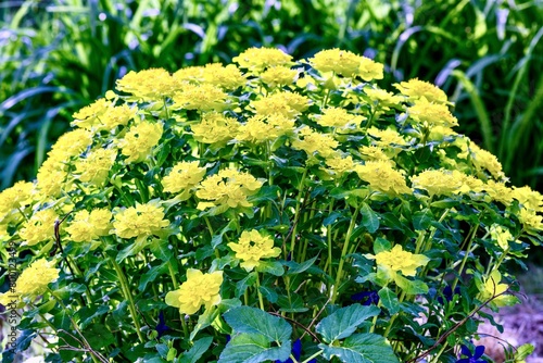 Obraz na płótnie Yellow flowers of Euphorbia japonica in the garden. w salonie