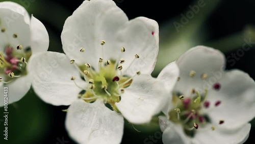 stamens pestils bud extreme close up white cherry blooming flower open its blossom spring time lapse germination photo