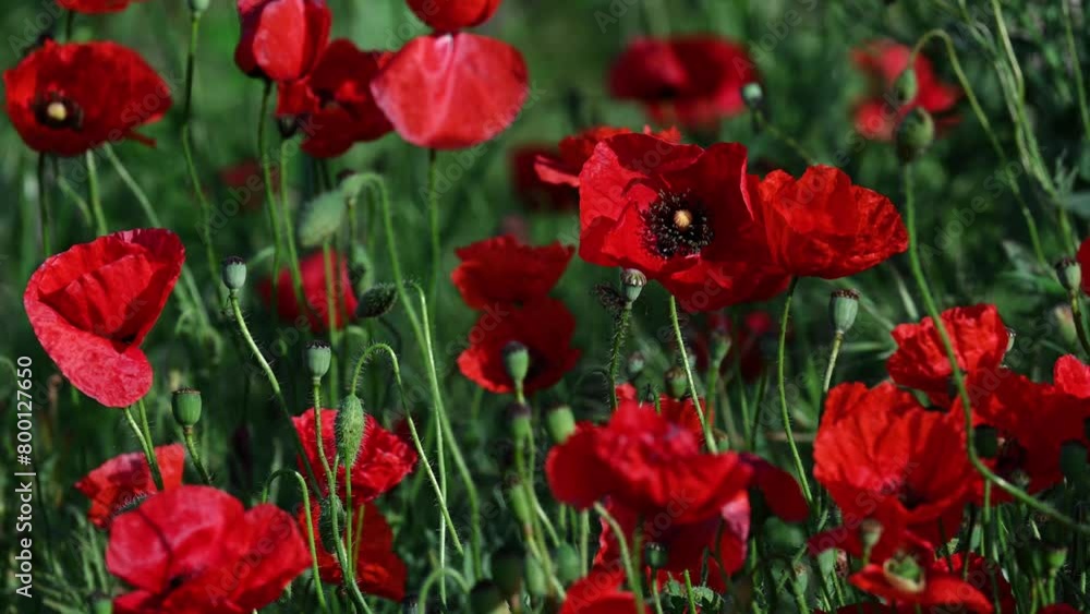 Beautiful red poppies in green grass. Banner of red flowers. Poppies field. Beautiful red poppies in green grass. Banner of red flowers. Poppies field.