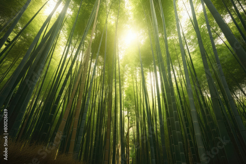                                         Asia  bamboo  plants  Japan  bamboo grove