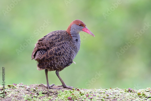 slaty-breasted rail make puffly look when  lonely perching on dirt stage
