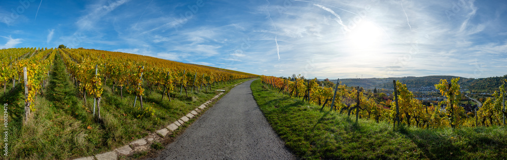 Panoramic landscape scenery vineyard yellow fall with blue sky