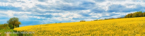 An aerial panoramic view of a large field of bright yellow blooming canola with trees in the background under a pale blue sky with white clouds. © Viktor