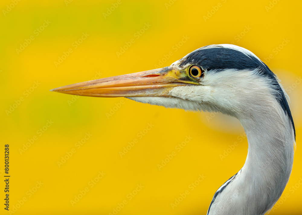 Grey Heron (Ardea cinerea) - Patient Hunter in Dublin Marshes Grey Heron (Ardea cinerea) - Patient Hunter in Dublin Marshes