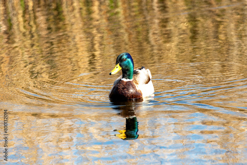 Photography Male Mallard Duck (Anas platyrhynchos) - Flashy Fellow of Dublin's Ponds