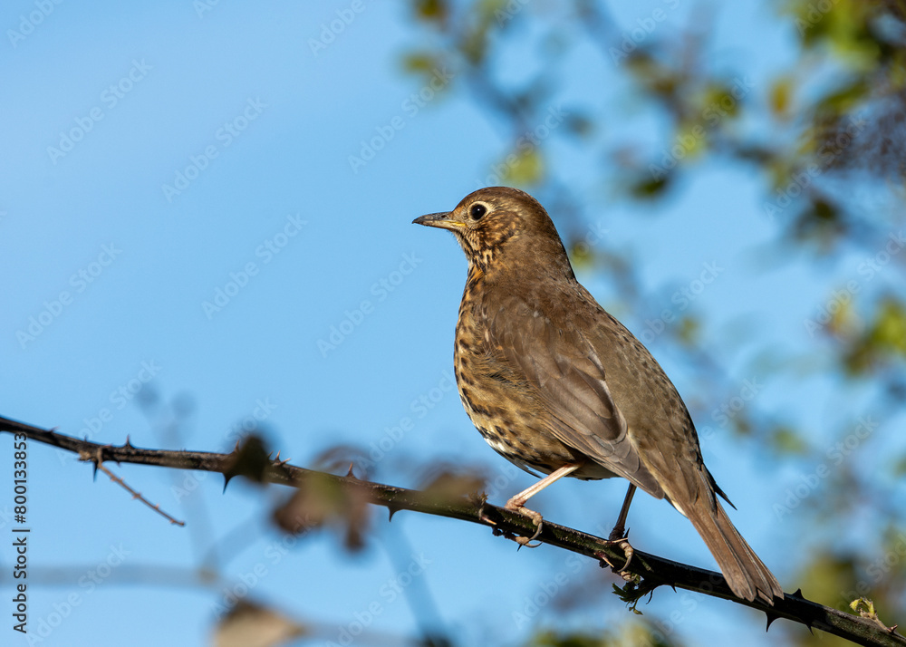 Song Thrush (Turdus philomelos) - Melodious Master of the Thrush Family Song Thrush (Turdus philomelos) - Melodious Master of the Thrush Family