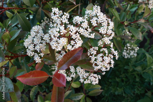 Wallpaper Mural Photinia Red Robin flowers in April. Torontodigital.ca