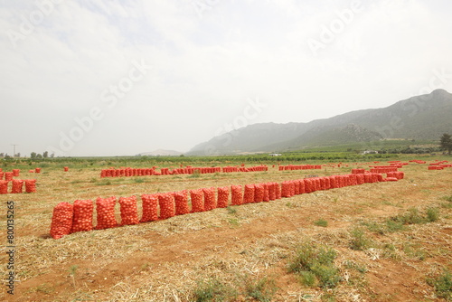 onion harvest in spring. Sacks with freshly harvested onions