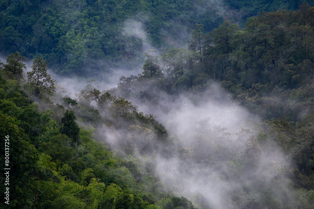 Fototapeta premium High-angle view of green forest mountain after rain There was a dense white rain mist that looked fresh. the rainforest looks lively. But it can make you feel lonely when you're alone.