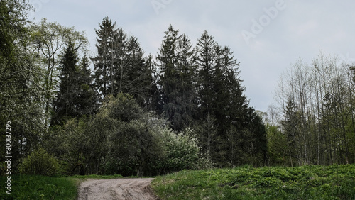 trees in the forest © fafikowiec