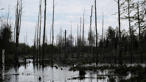 Trees in a swamp
