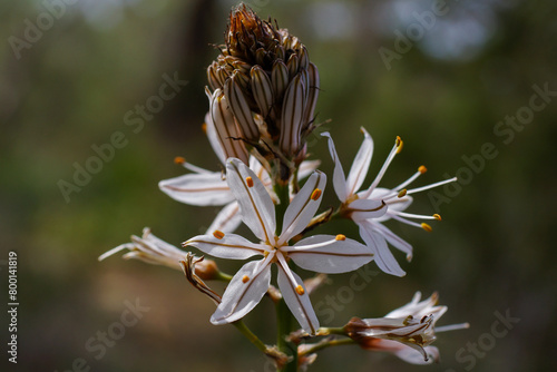 Flower head of the branched asphodel (Asphodelus ramosus), Cyprus photo