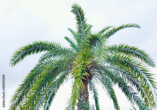 Close up date palm tree against blue sky