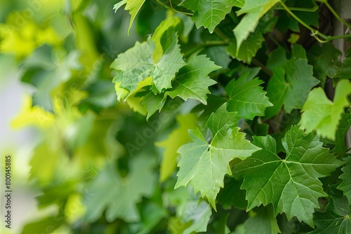 Fresh Green Leaves Adorning Grapevine in the Yard --ar 3:2 Job ID: 93aac8d6-3fcc-4753-a2d4-aec99e1da783