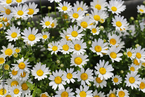 Beautiful white daisy. Flower background © Bowonpat