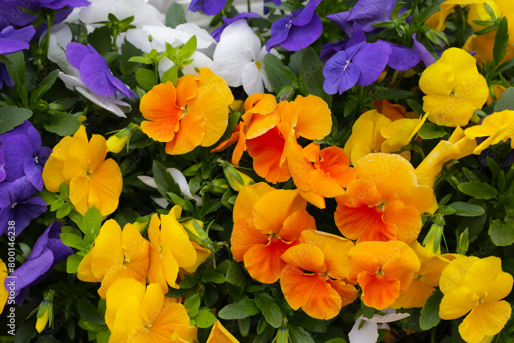 Beautiful pansy flowers in the garden