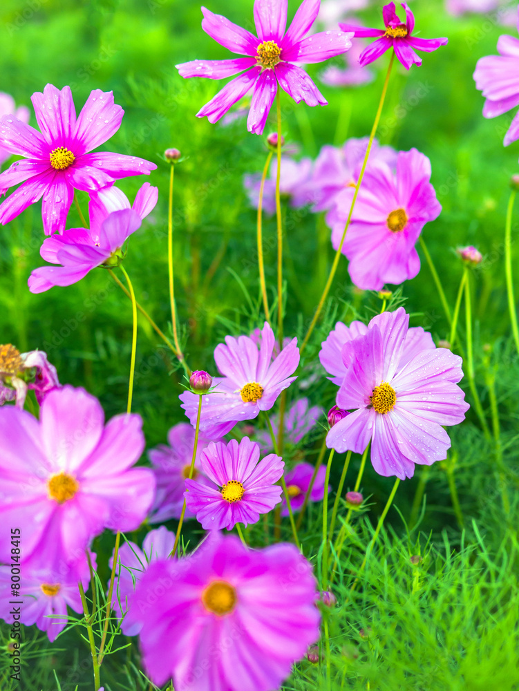 Close-up of beautiful cosmos flowers at cosmos field in moring sunlight. amazing of close-up of cosmos flower. nature flower background. Close-up of beautiful cosmos flowers at cosmos field in moring sunlight. amazing of close-up of cosmos flower. nature flower background.