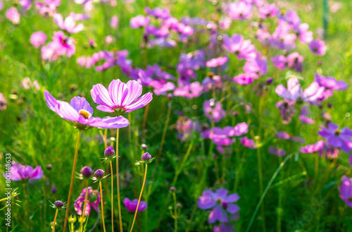 Beautiful purple cosmos flowers at cosmos field in moring sunlight. amazing of cosmos flower field landscape in sunset. nature flower background.