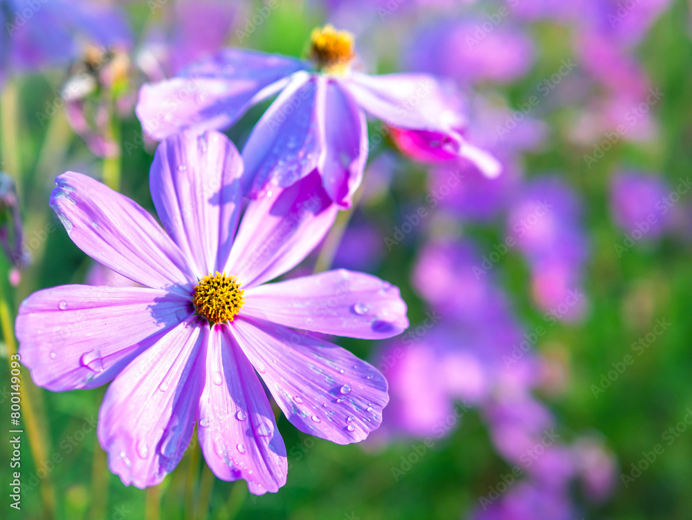Close-up of beautiful cosmos flowers at cosmos field in moring sunlight. amazing of close-up of cosmos flower. nature flower background. Close-up of beautiful cosmos flowers at cosmos field in moring sunlight. amazing of close-up of cosmos flower. nature flower background.
