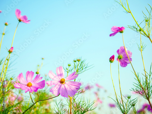 Beautiful cosmos flower field and blue sky. Low angle view nature cosmos flower wallpaper background. © NARONG